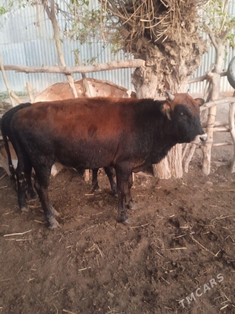 okuzce - Wekilbazar - img 3