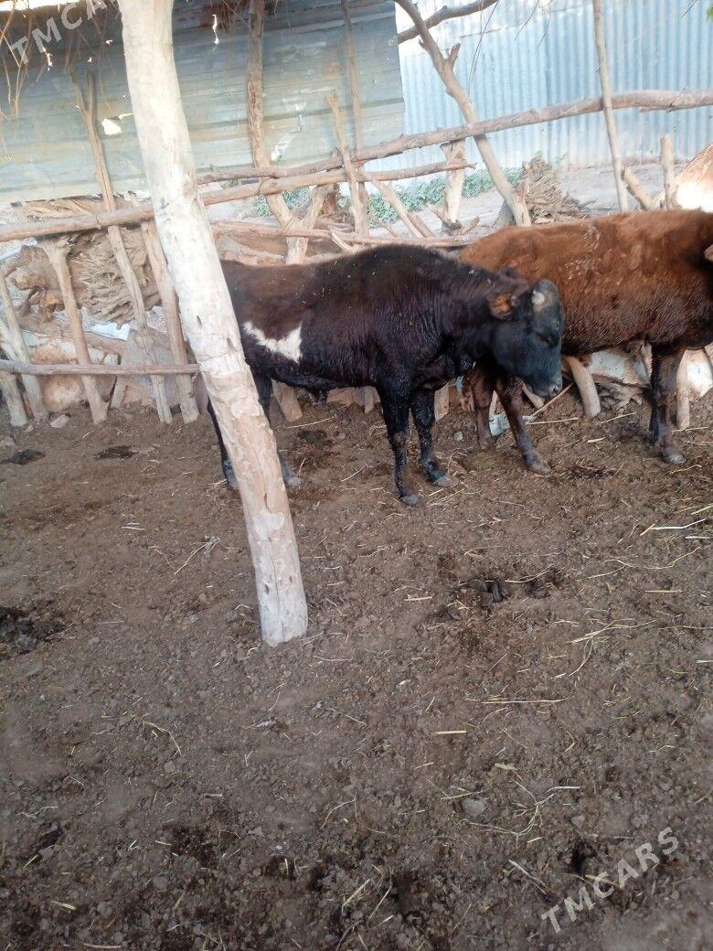 okuzce - Wekilbazar - img 9