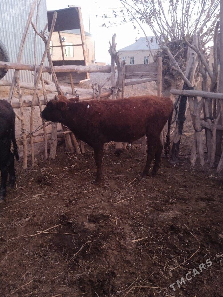 okuzce - Wekilbazar - img 6