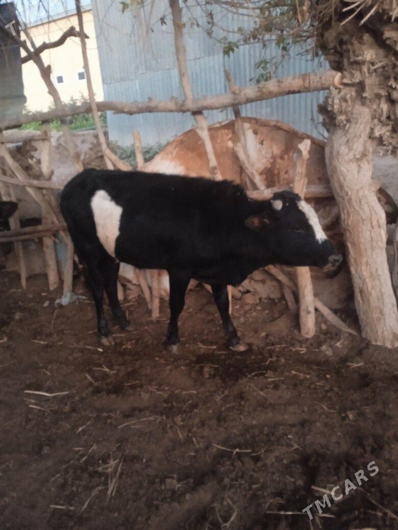 okuzce - Wekilbazar - img 2