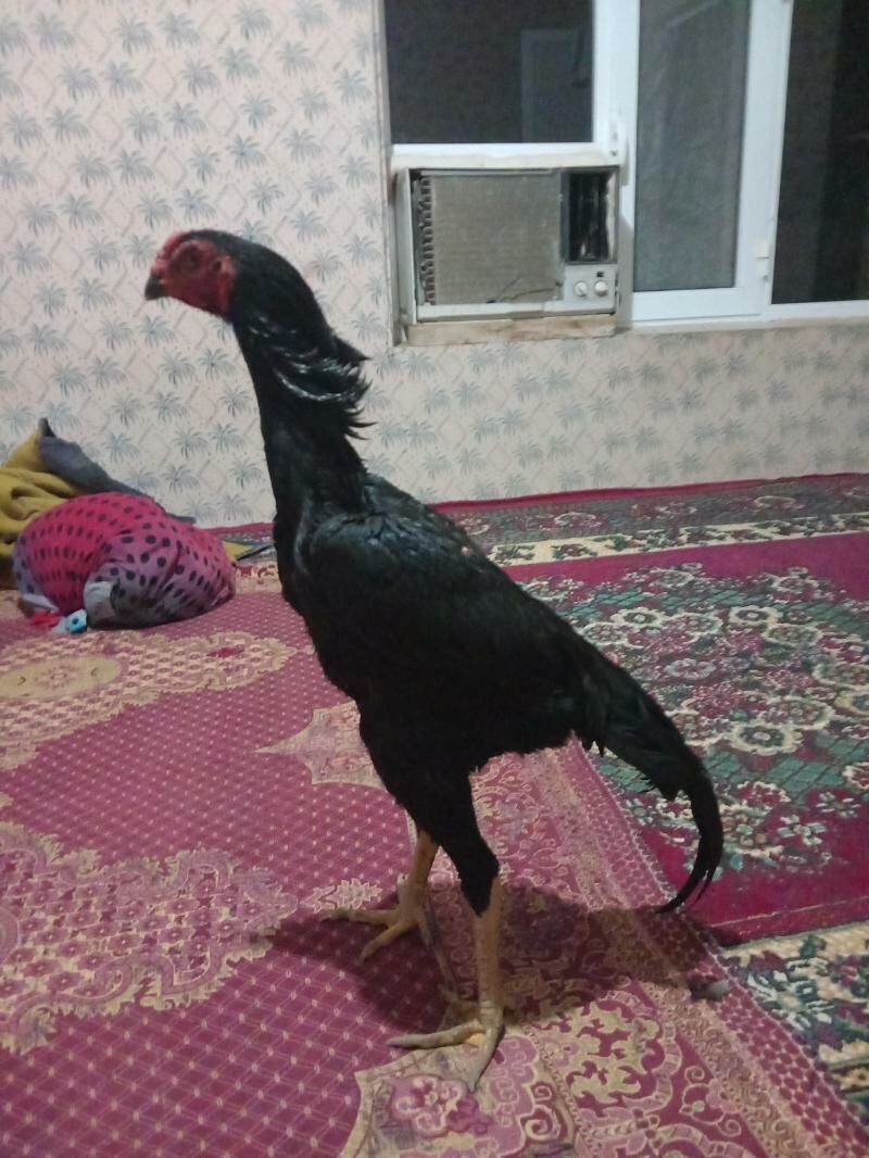 horoz - Jebel - img 2