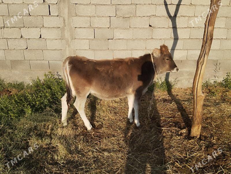 tüwe - Bäherden - img 1