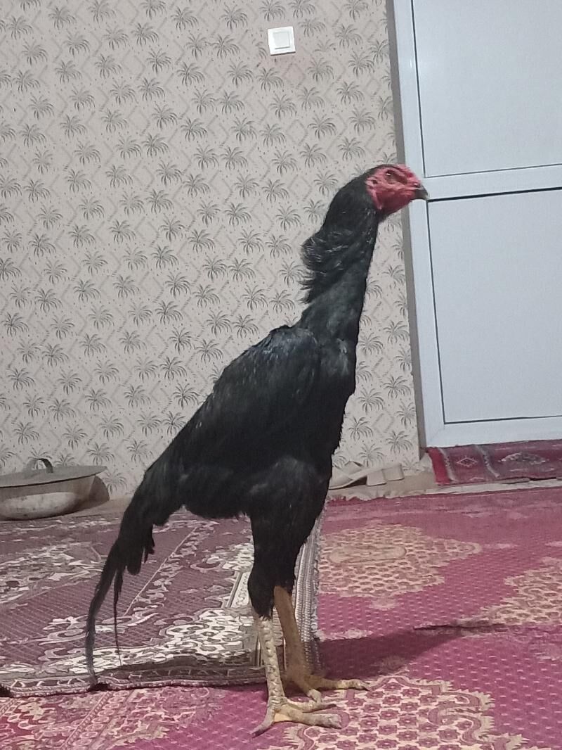 horoz - Jebel - img 3