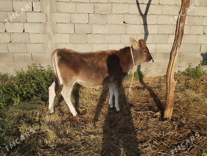 tüwe - Bäherden - img 2