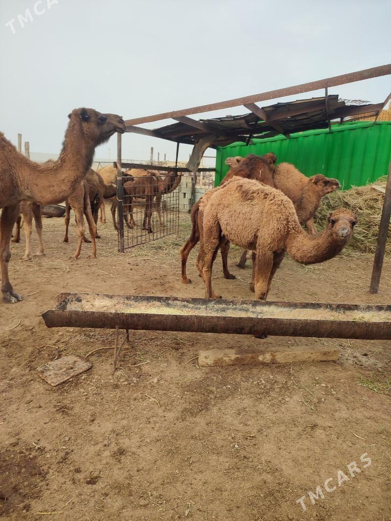 torumlar - Эсенгулы - img 8