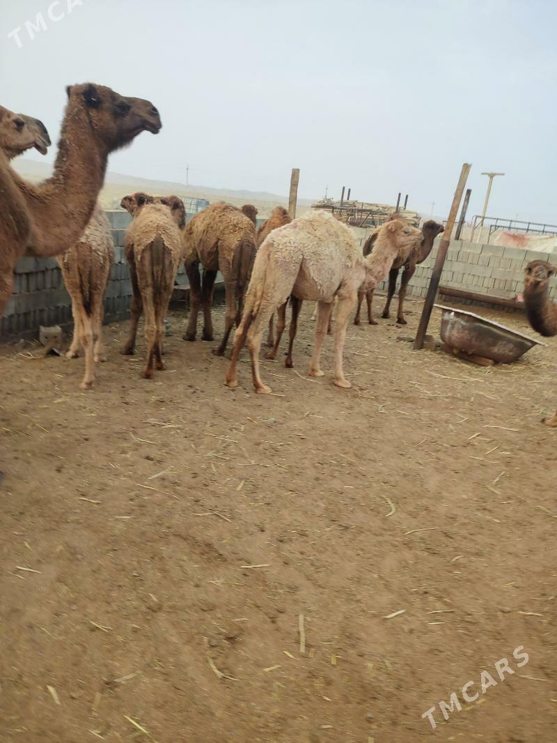 torumlar - Эсенгулы - img 5