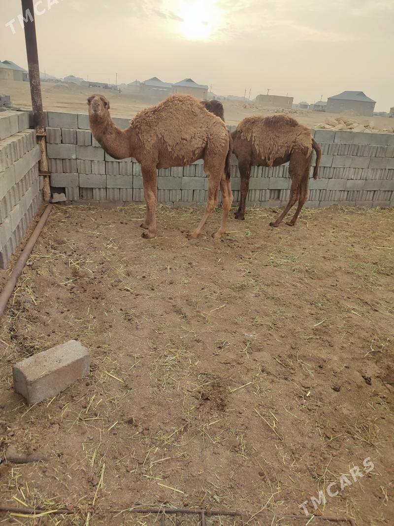 torumlar - Эсенгулы - img 9