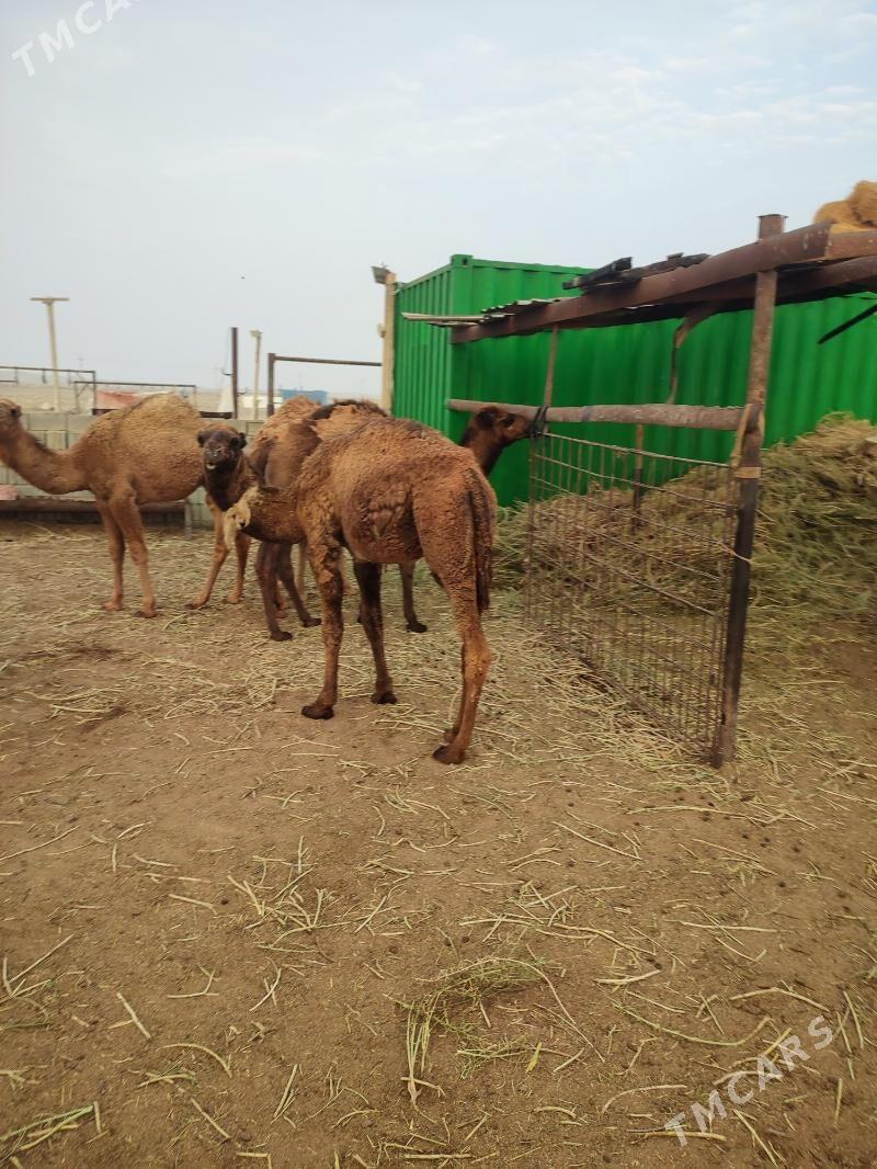 torumlar - Эсенгулы - img 4