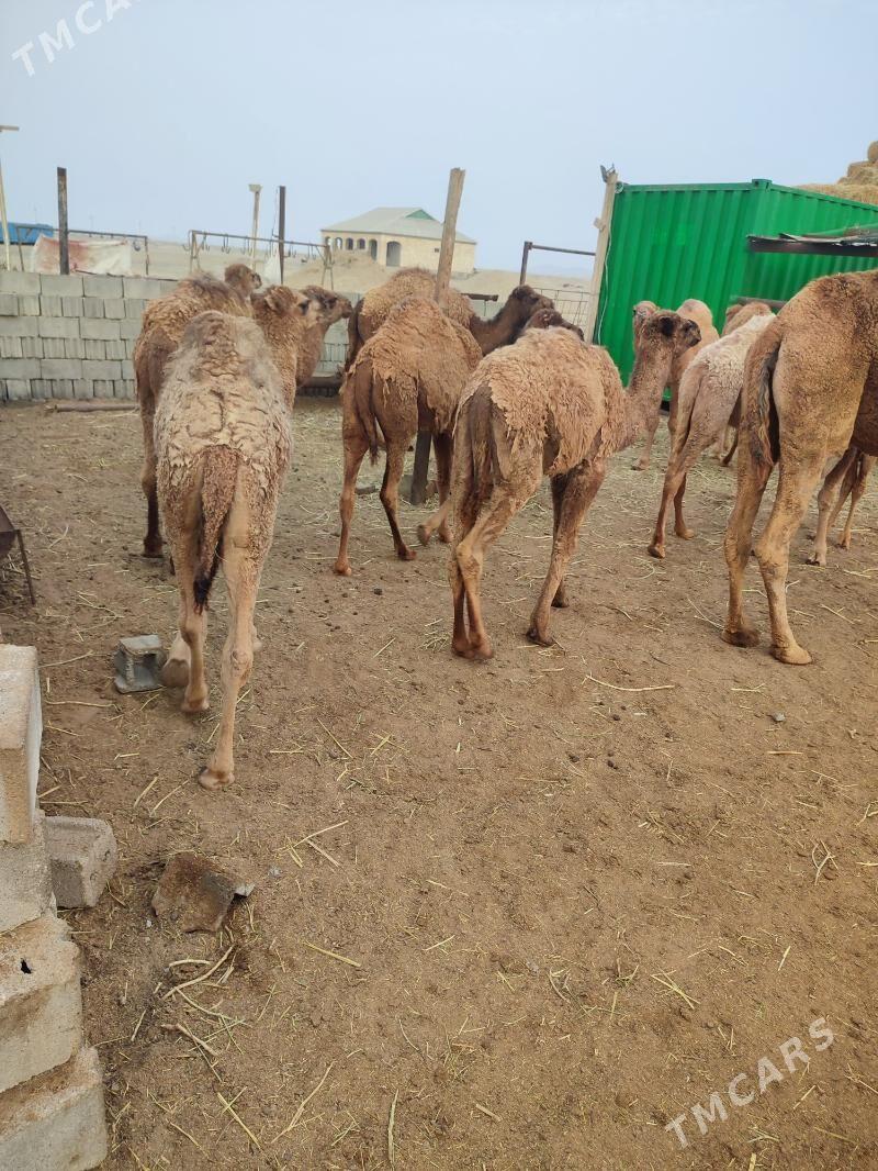 torumlar - Эсенгулы - img 6