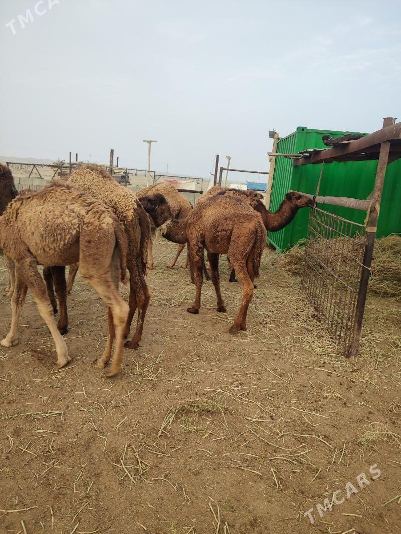 torumlar - Эсенгулы - img 3