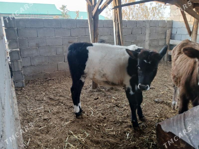 okuz tuweler - Büzmeýin - img 2