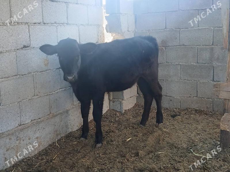 okuz tuweler - Büzmeýin - img 3