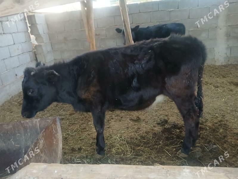 okuz tuweler - Büzmeýin - img 4