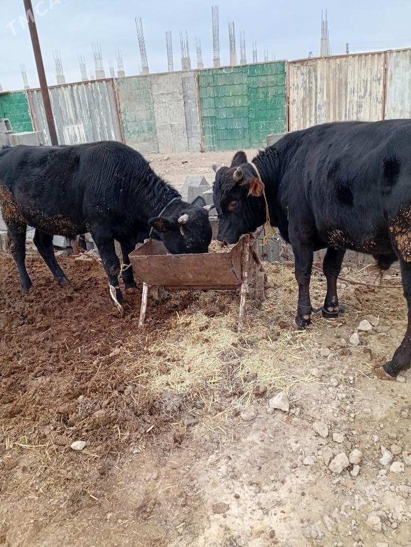 öküz - Ак-Бугдайский этрап - img 2