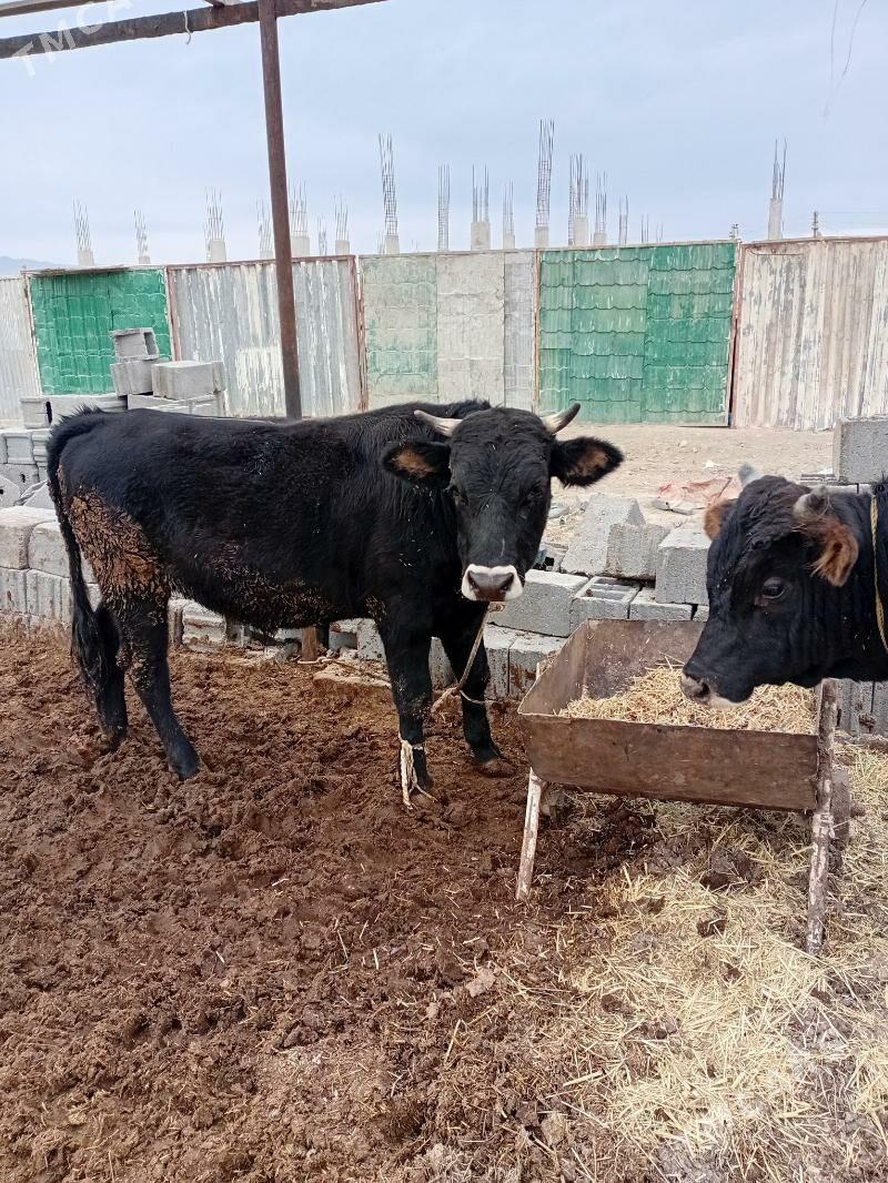 öküz - Ак-Бугдайский этрап - img 1