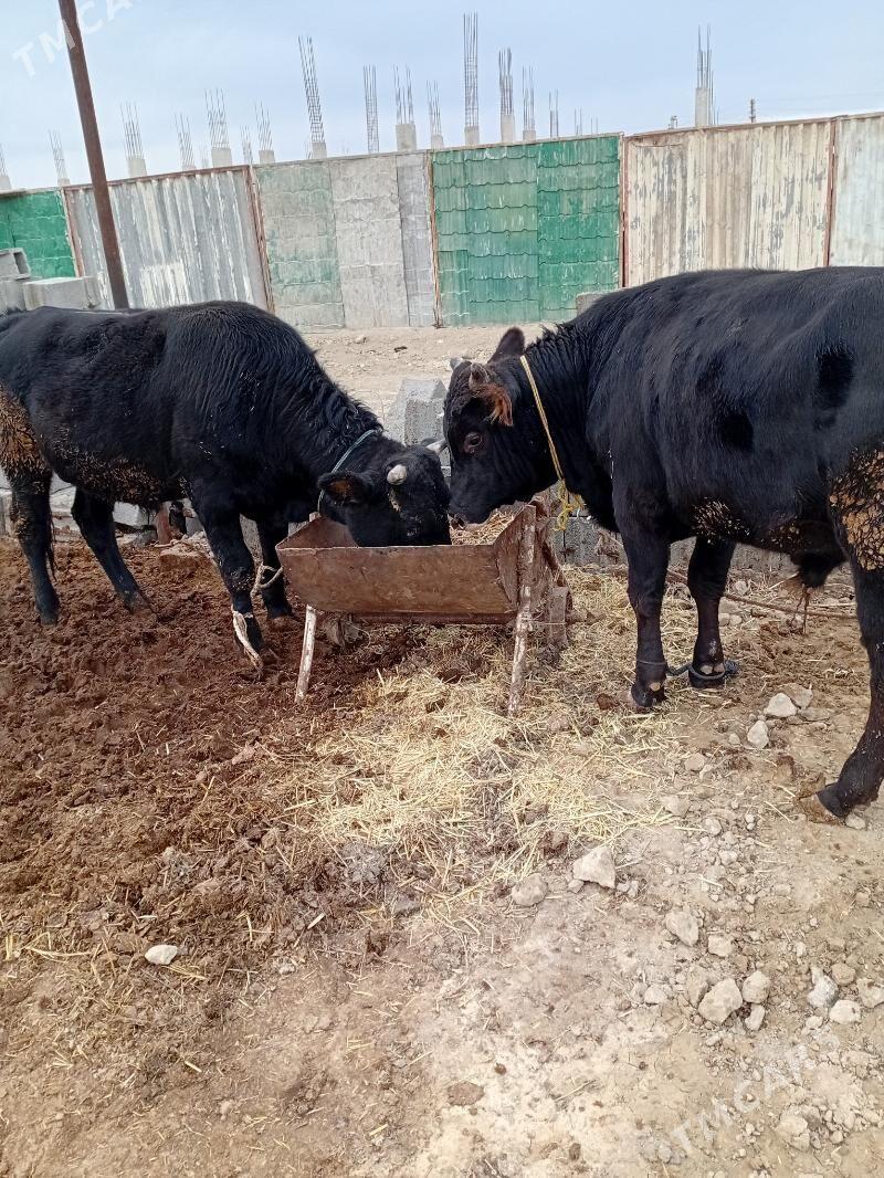 öküz - Ак-Бугдайский этрап - img 3