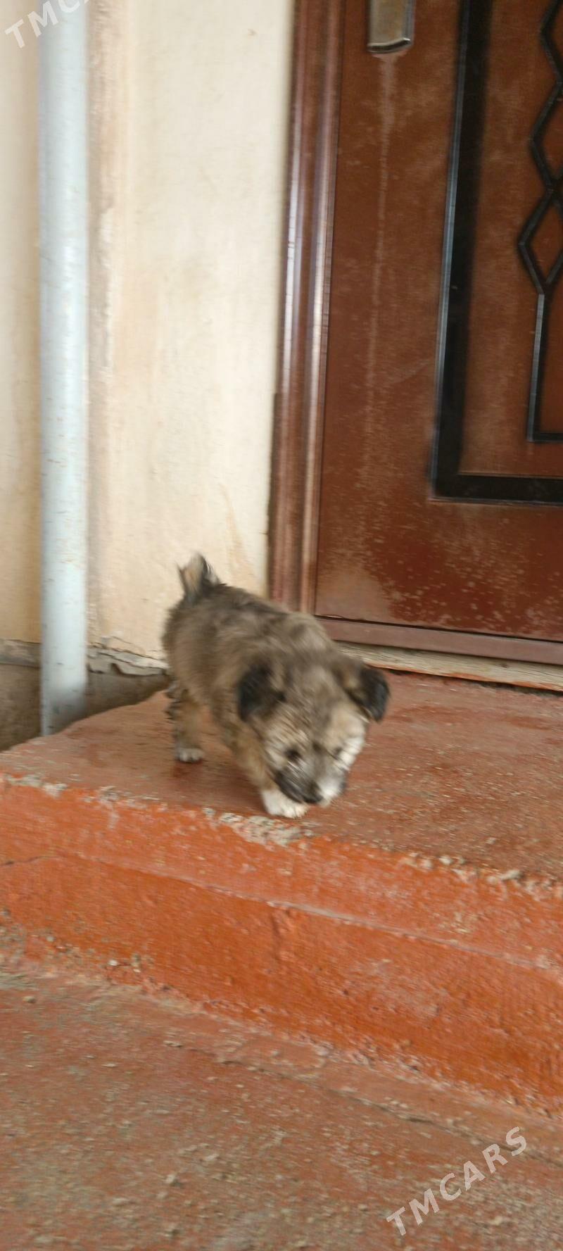 güjik - Теджен - img 4