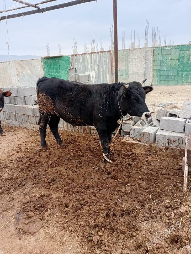 öküz - Ак-Бугдайский этрап - img 5