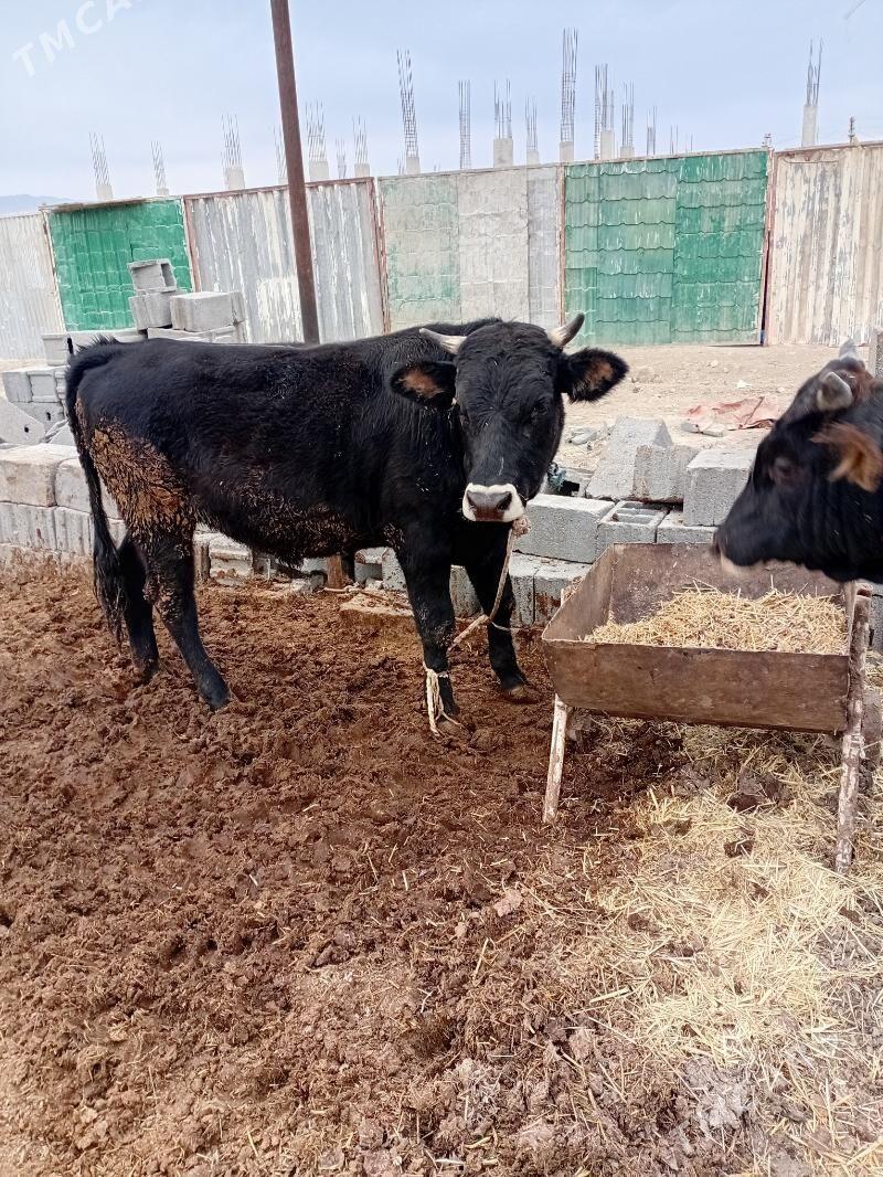 öküz - Ак-Бугдайский этрап - img 6