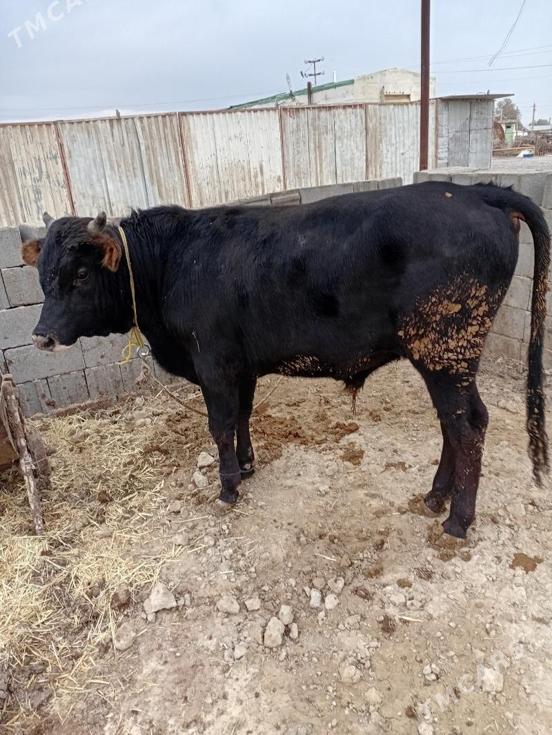 öküz - Ак-Бугдайский этрап - img 4