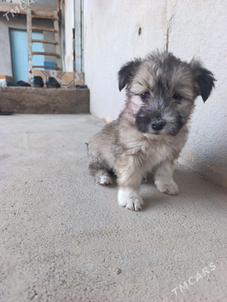 güjik - Теджен - img 2