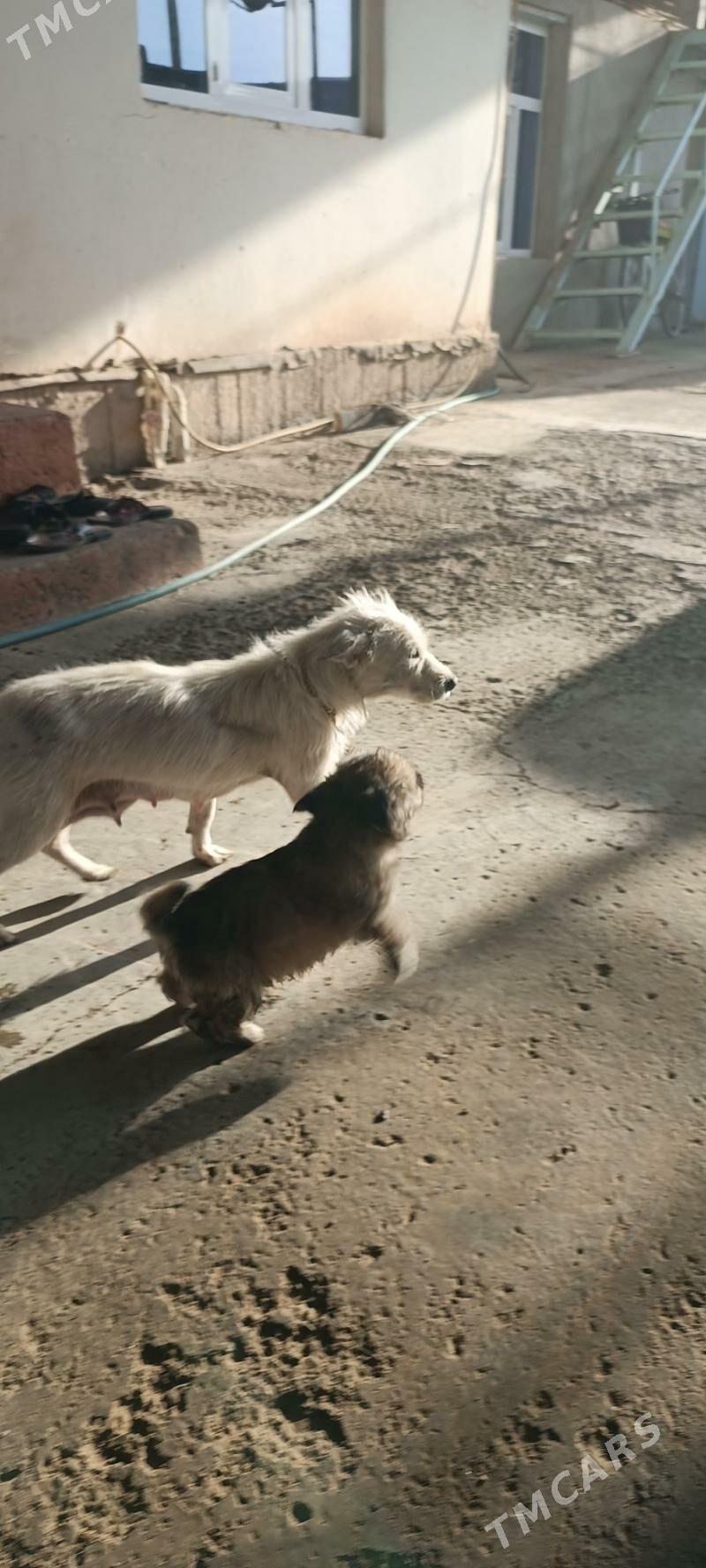 güjik - Теджен - img 3