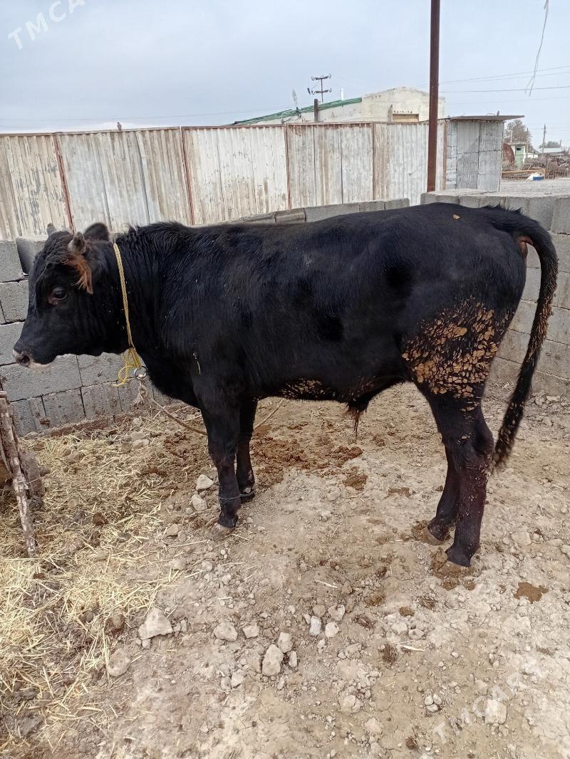 öküz - Ак-Бугдайский этрап - img 7