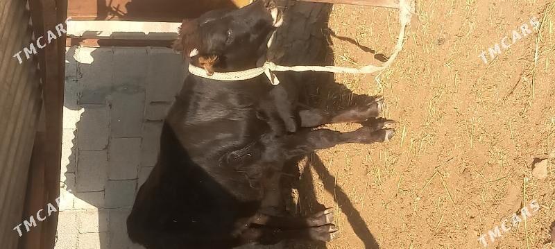 öküz - Etrek - img 1