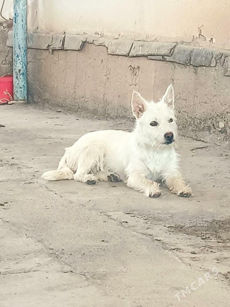 güjik - Теджен - img 5