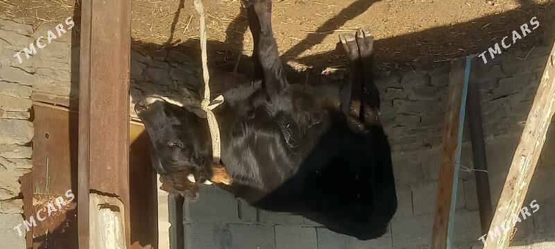 öküz - Etrek - img 2