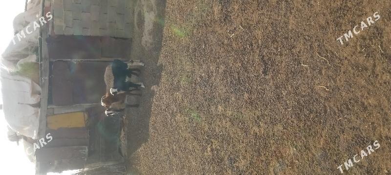 Tokly - Etrek - img 3