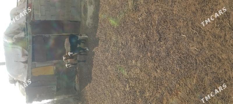 Tokly - Etrek - img 5