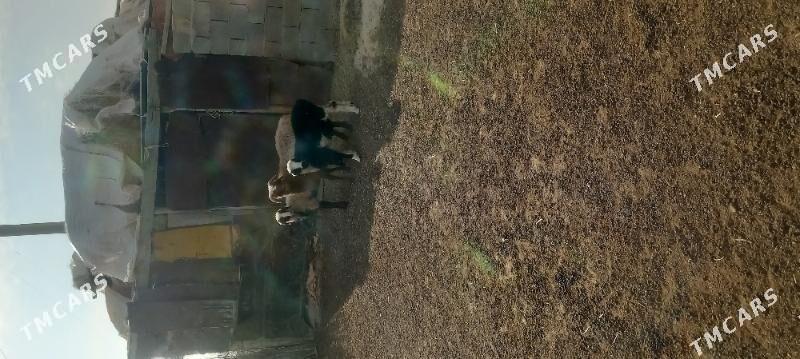 Tokly - Etrek - img 2