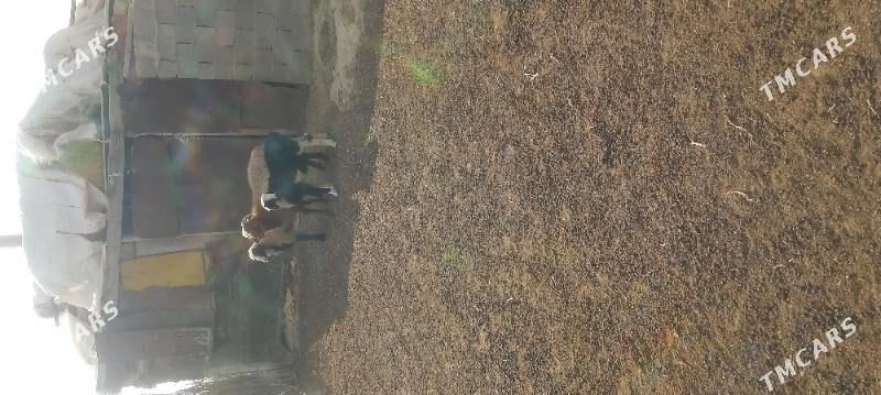 Tokly - Etrek - img 4