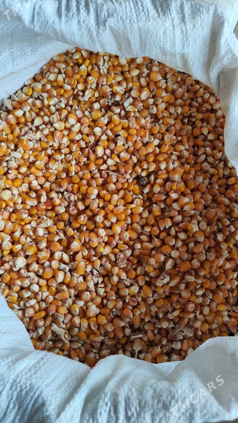 Mekge - Сакарчага - img 2