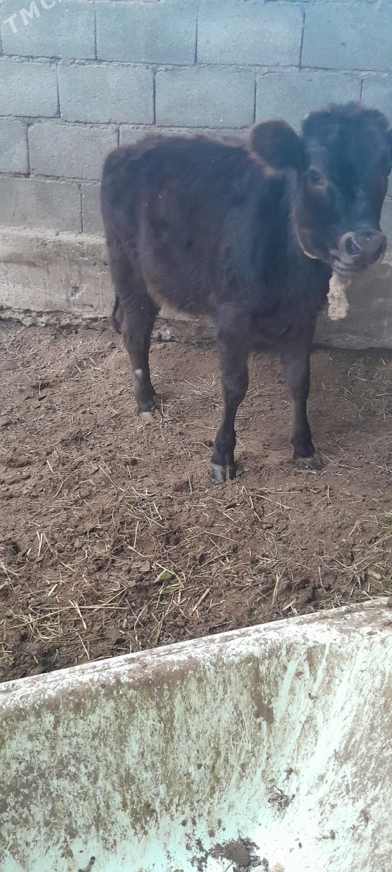 6 aÿlyk - Ýalkym - img 2