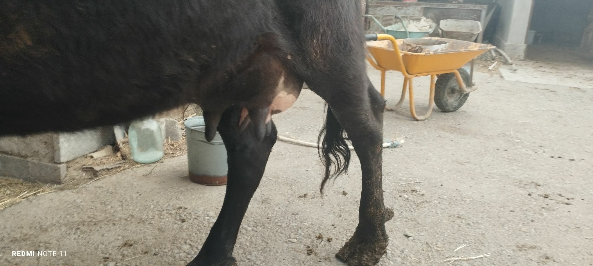 Göleli sygyr - Gökdepe - img 3