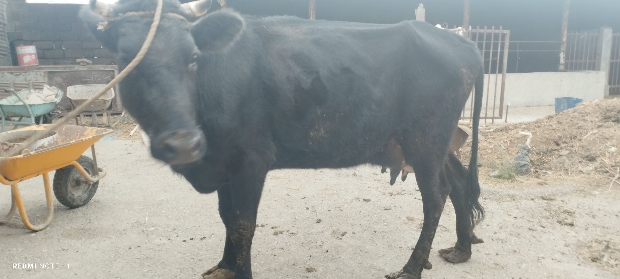 Göleli sygyr - Gökdepe - img 4