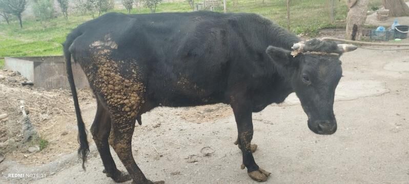 Göleli sygyr - Gökdepe - img 2