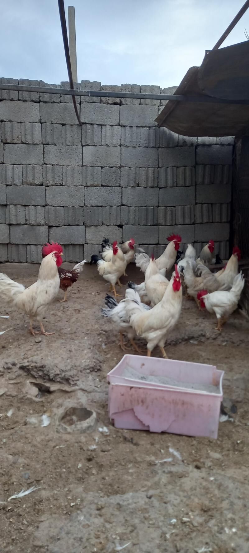 Adle Brau Suse Lego Sedi horaz - Ашхабад - img 2