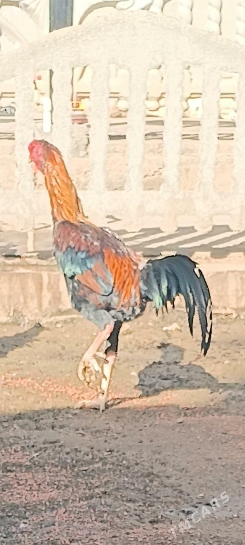 horaz baýes - Теджен - img 1