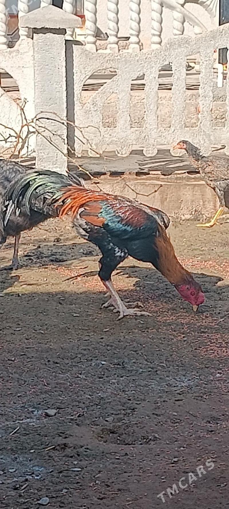 horaz baýes - Теджен - img 2