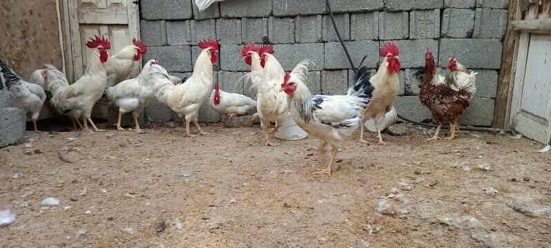 Adle Brau Suse Lego Sedi horaz - Ашхабад - img 3