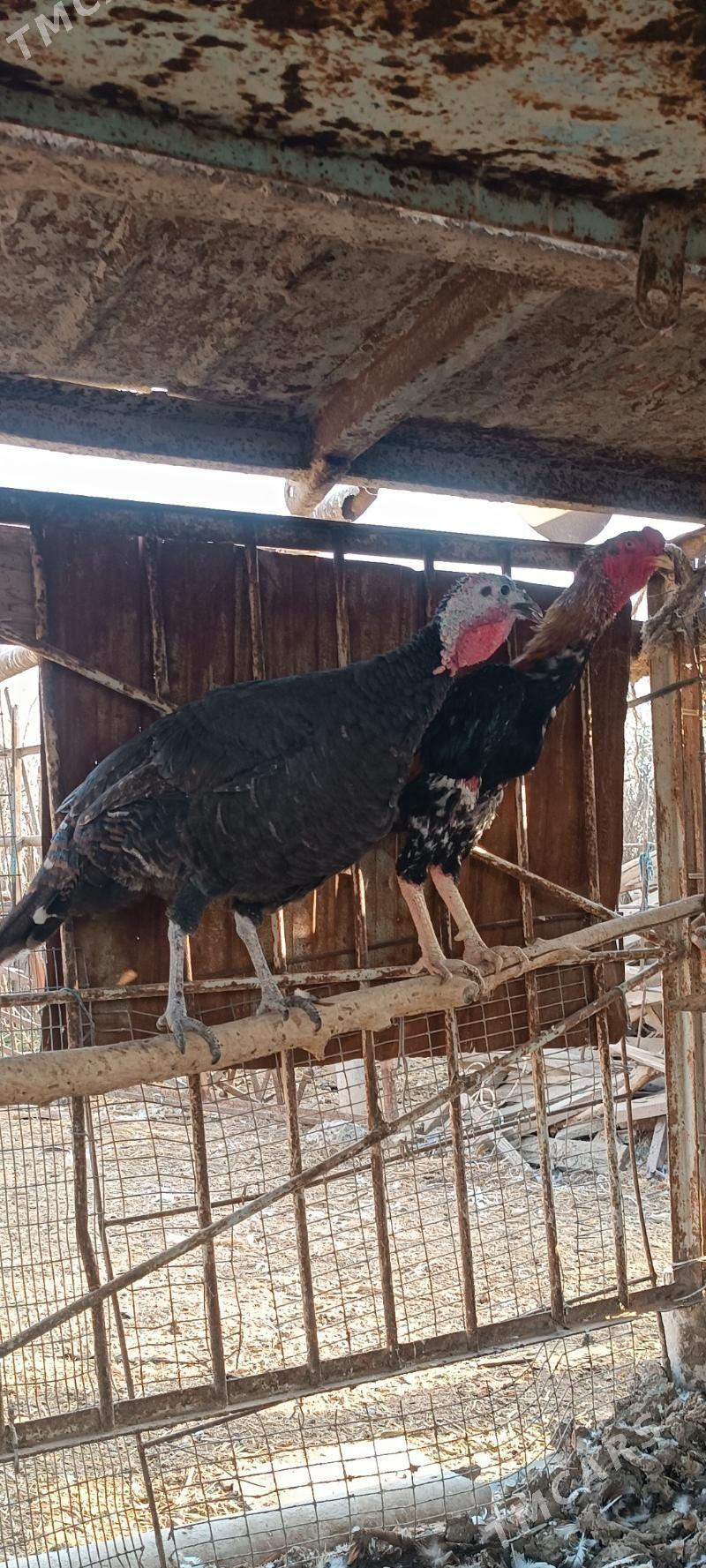 horaz baýes - Теджен - img 3