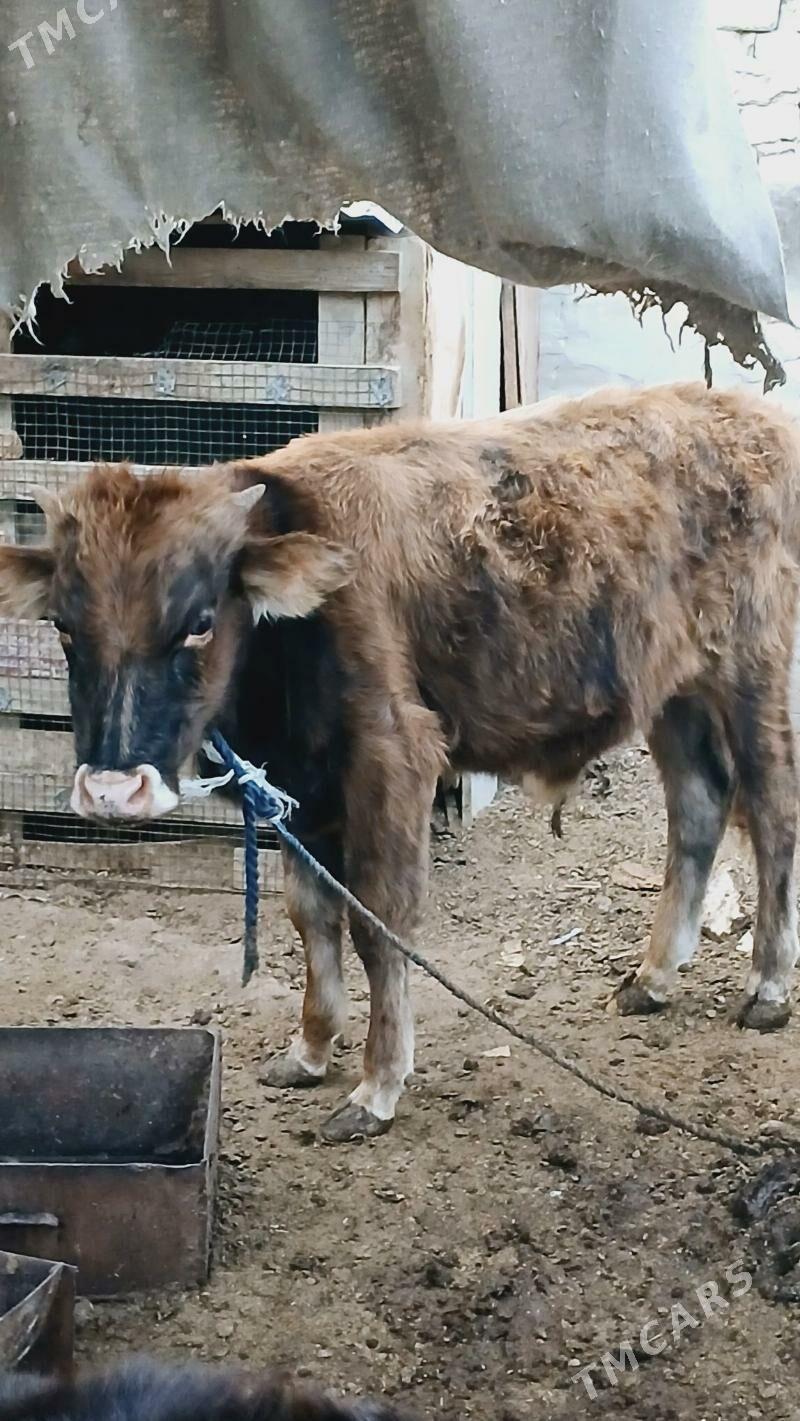 Öküz - Хитровка - img 3