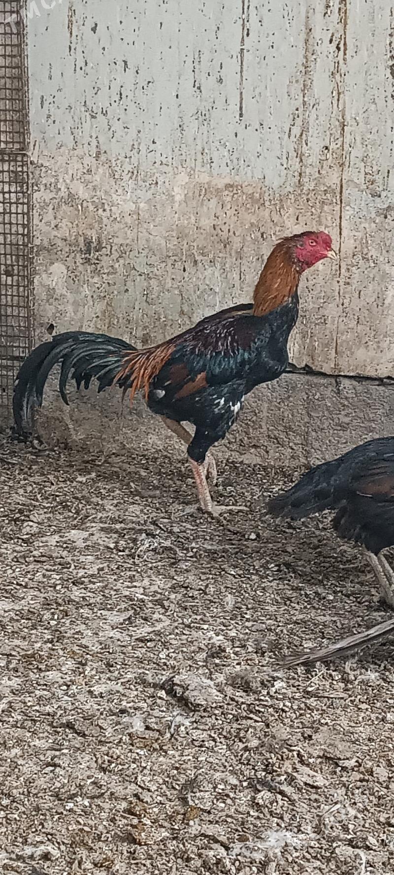 horaz baýes - Теджен - img 4