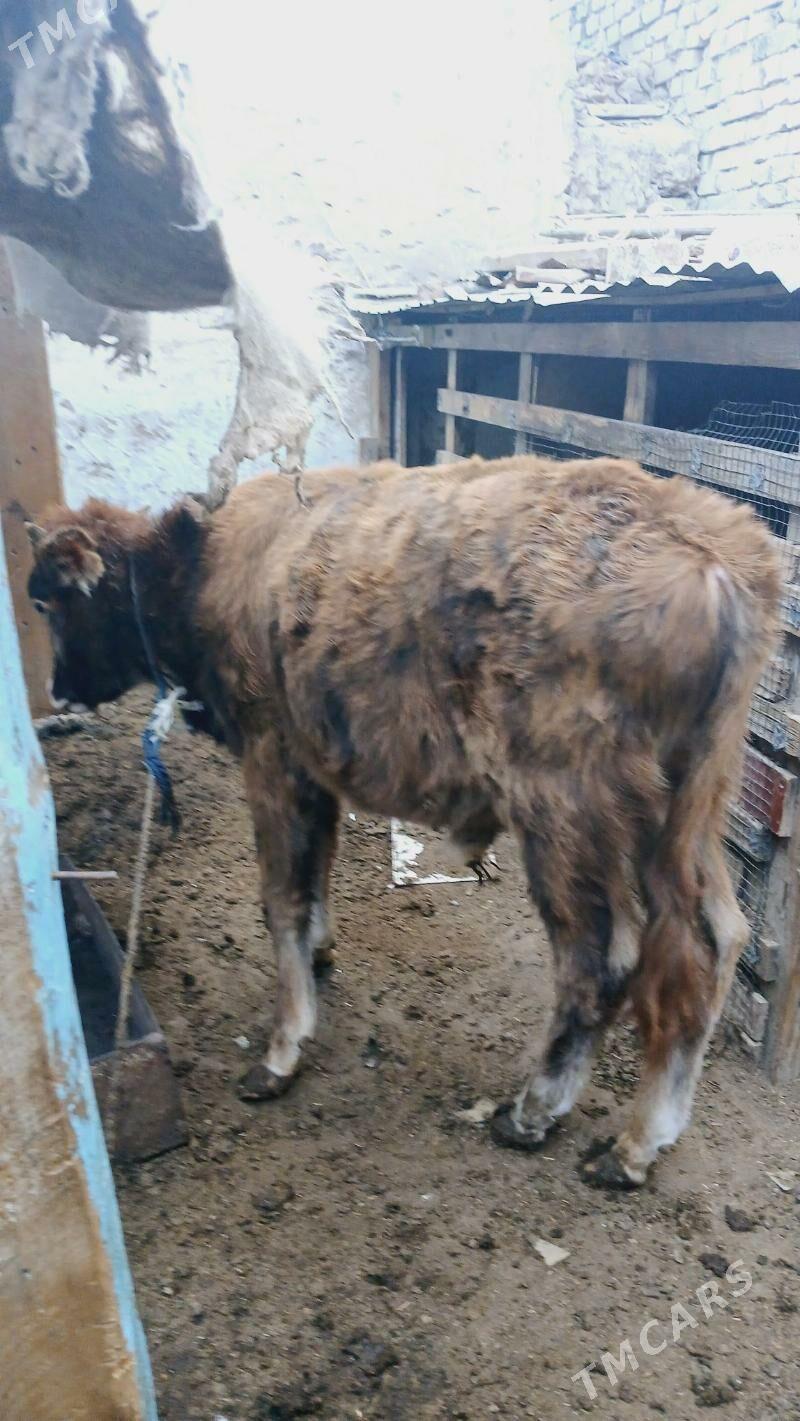 Öküz - Хитровка - img 1