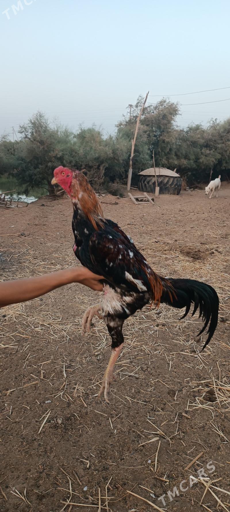 horaz baýes - Теджен - img 5