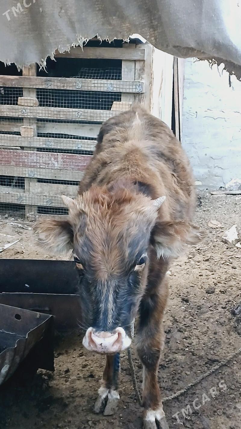 Öküz - Хитровка - img 6