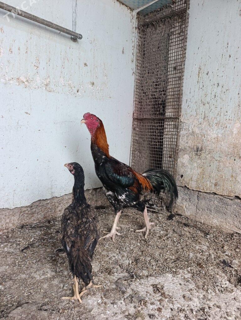 bayes horaz - Теджен - img 3